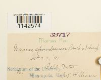 Mnium spinulosum image