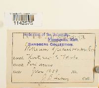 Mnium spinulosum image