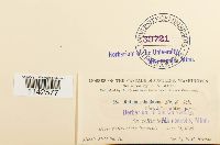 Mnium spinulosum image