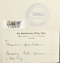 Mnium spinulosum image