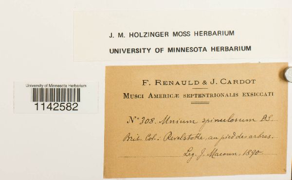 Mnium spinulosum image