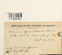 Mnium spinulosum image