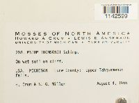 Mnium thomsonii image