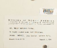 Mnium thomsonii image