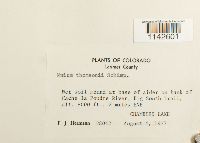 Mnium thomsonii image