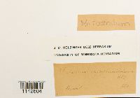 Plagiomnium rostratum image