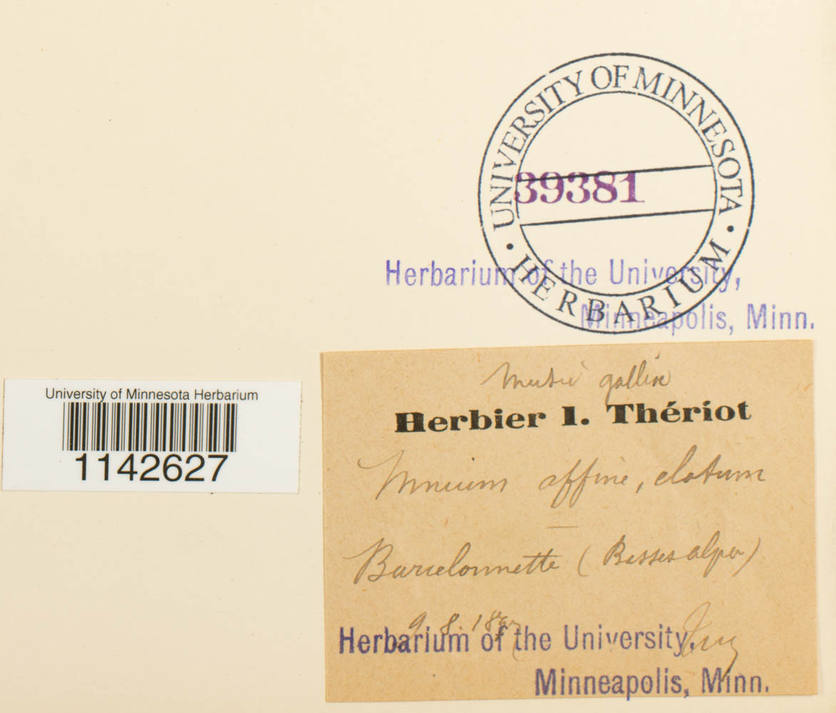 Mnium affine var. elatum image