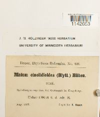 Pseudobryum cinclidioides image