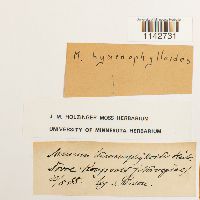 Cyrtomnium hymenophylloides image