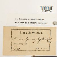 Cyrtomnium hymenophylloides image