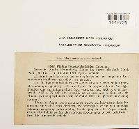 Cyrtomnium hymenophylloides image