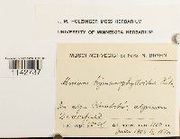 Cyrtomnium hymenophylloides image