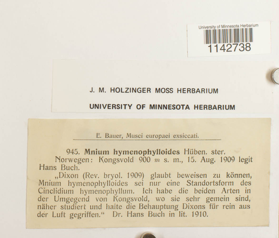 Cyrtomnium hymenophylloides image