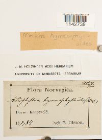 Cyrtomnium hymenophylloides image