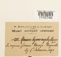 Cyrtomnium hymenophylloides image