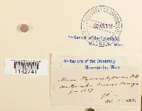 Cyrtomnium hymenophylloides image