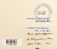 Cyrtomnium hymenophylloides image