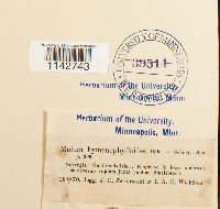 Cyrtomnium hymenophylloides image