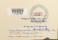 Cyrtomnium hymenophylloides image