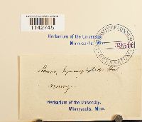 Cyrtomnium hymenophylloides image