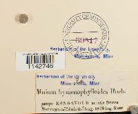 Cyrtomnium hymenophylloides image