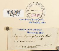 Cyrtomnium hymenophylloides image