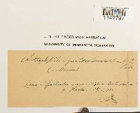 Rhizomnium pseudopunctatum image