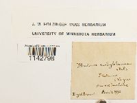 thumbnail image of current specimen