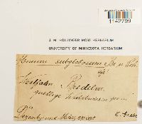 Rhizomnium pseudopunctatum image