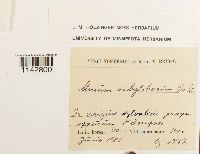 Rhizomnium pseudopunctatum image