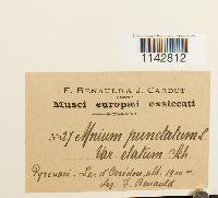 Media resource of Rhizomnium magnifolium