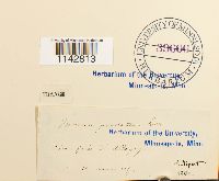 Rhizomnium punctatum image