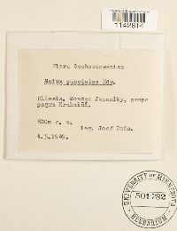 Rhizomnium punctatum image