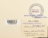 Rhizomnium punctatum image