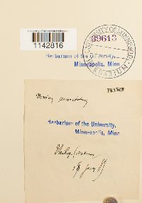 Rhizomnium punctatum image