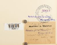 Rhizomnium punctatum image