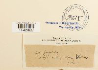 Rhizomnium punctatum image