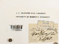 Rhizomnium punctatum image