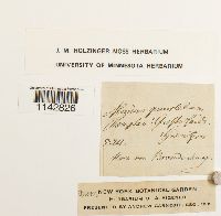 Rhizomnium punctatum image