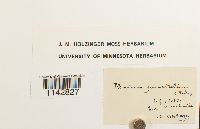 Rhizomnium punctatum image