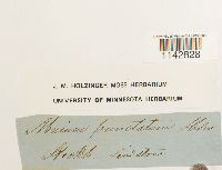 Rhizomnium punctatum image