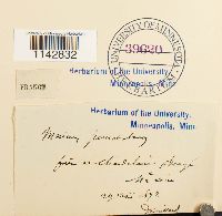 Rhizomnium punctatum image