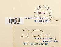 Rhizomnium punctatum image