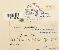 Rhizomnium punctatum image