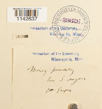 Rhizomnium punctatum image