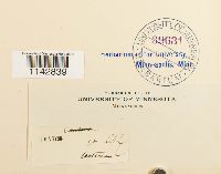 Rhizomnium punctatum image