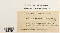 Plagiomnium rostratum image