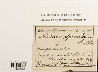 Mnium spinulosum image