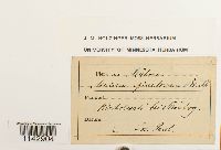 Mnium spinulosum image