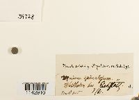 Mnium spinulosum image